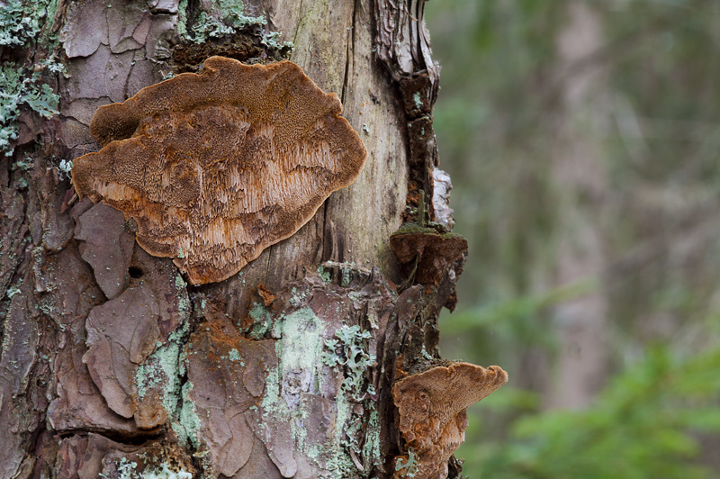 Phellinus pini